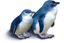 penguinsTh